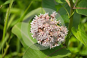 Common Milkweed Ã¢â¬â Asclepias syriaca photo